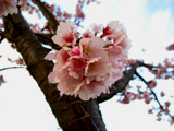 sakura