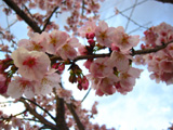 sakura
