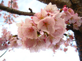sakura