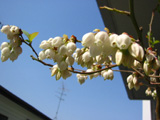 �u���[�x���[