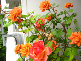 Rose (Teddy Bear)