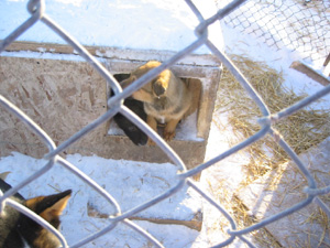 ������̌��@�p�s�[