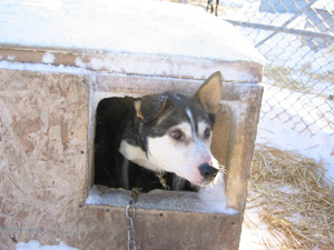 ������̌��@�p�s�[�̂��ꂳ��