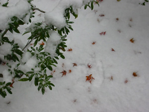 ��̒��ɗ����Ă����g�t