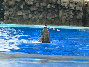 �C���J�V���[