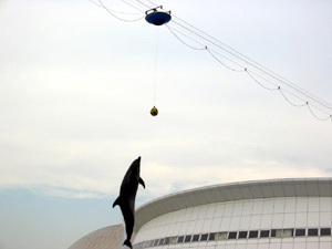 �C���J�V���[