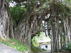 ���ԃK�W���}��