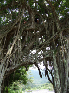 ���ԃK�W���}��