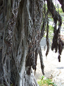 ���ԃK�W���}��