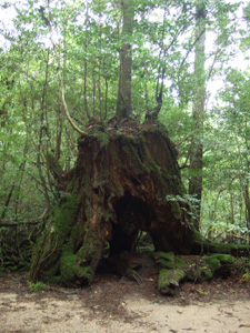 �����̓�㐙