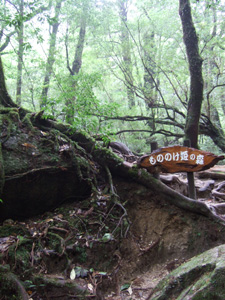 ���̂̂��P�̐X