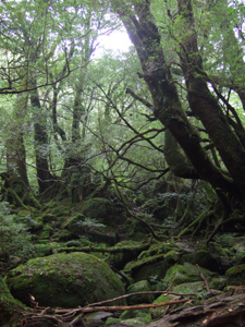 ���̂̂��P�̐X