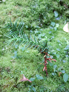 �V�������̖�