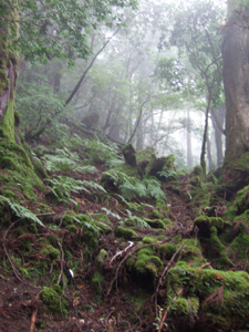 ���̂̂��P�̐X