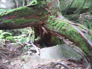 �O�{����