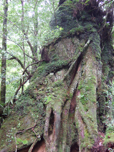 �����Ȃ��傫�Ȑ�