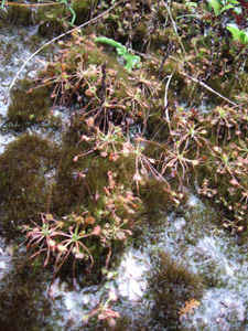 ���E�Z���S�P