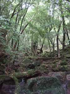 �g���b�R������