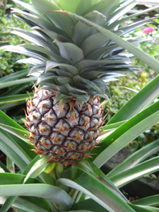 �p�C�i�b�v��