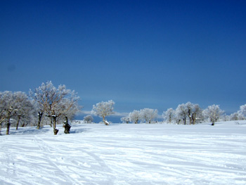 �L�����X�L�[��