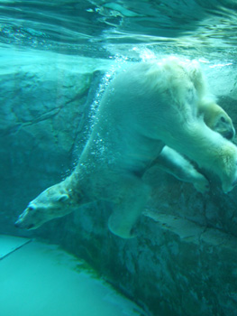 �z�b�L���N�O�}