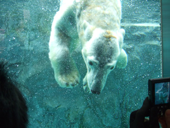 �z�b�L���N�O�}