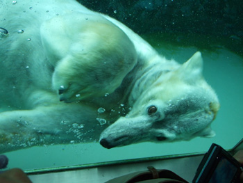 �z�b�L���N�O�}