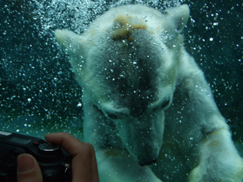 �z�b�L���N�O�}