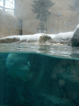 �z�b�L���N�O�}