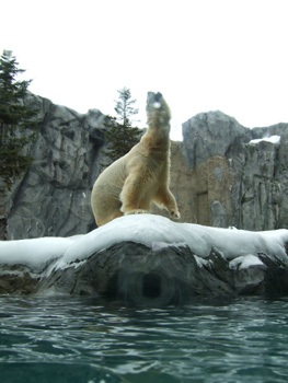 �z�b�L���N�O�}