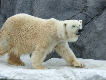 �z�b�L���N�O�}