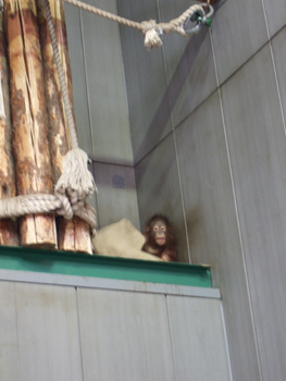 �I���E�[�^��