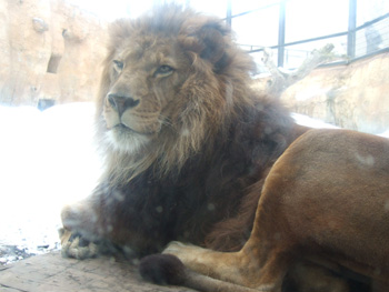 ���C�I��