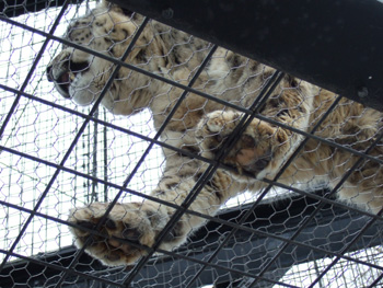 ���L�q���E