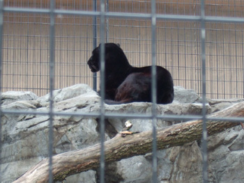 �N���q���E