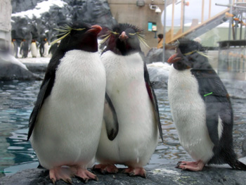 �C���g�r�y���M��