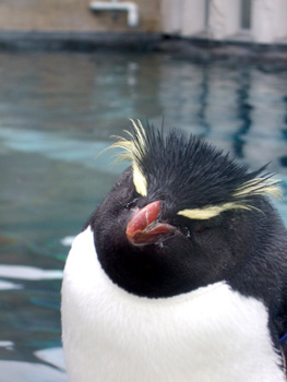 �C���g�r�y���M��