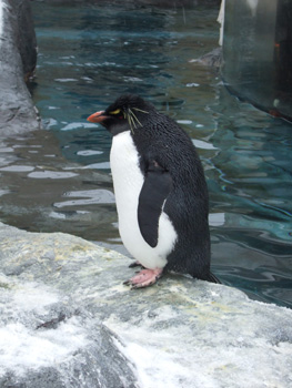 �C���g�r�y���M��