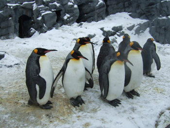 �L���O�y���M��