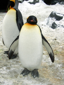 �L���O�y���M��