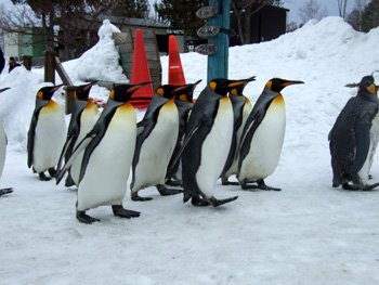 �L���O�y���M��