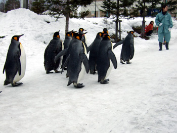 �L���O�y���M��