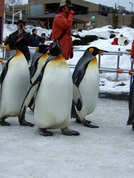 �L���O�y���M��