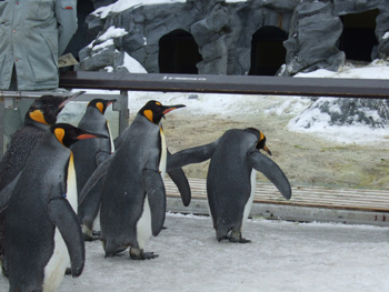 �L���O�y���M��