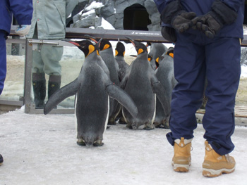 �L���O�y���M��