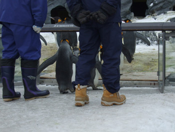 �L���O�y���M��