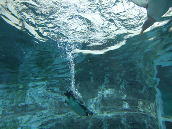 ��ԃy���M��