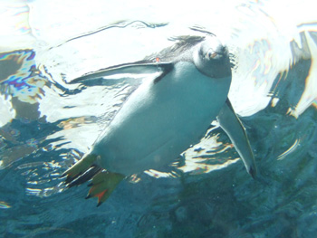 ��ԃy���M��