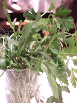 �e�B�T�l���[�A