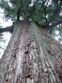 �ɐ��_�{�@�O�{